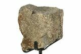 Fossil Triceratops Vertebra Section w/ Metal Stand - South Dakota #354343-2